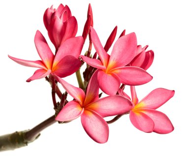 Beyaz arka plan üzerinde izole taze kırmızı frangipani çiçekler