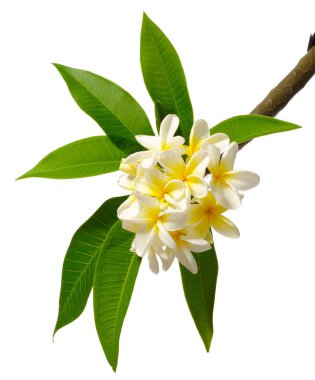 taze Frangipani çiçek ve yaprak beyaz arka plan üzerinde izole