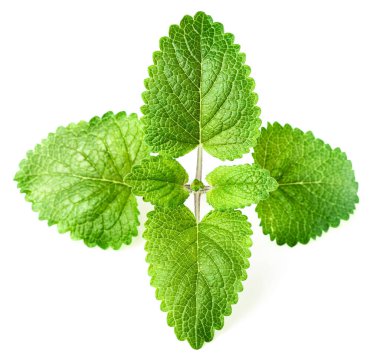 taze ot, yeşil limon balm beyaz üzerinde bırakır.