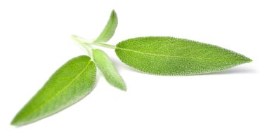 Beyaz arka plan üzerinde izole taze adaçayı