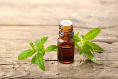 taze lippia citriodora yaprakları ve yağlıboya tablo