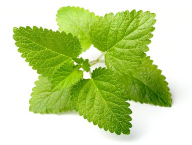 Beyaz arka plan üzerinde izole taze limon nane