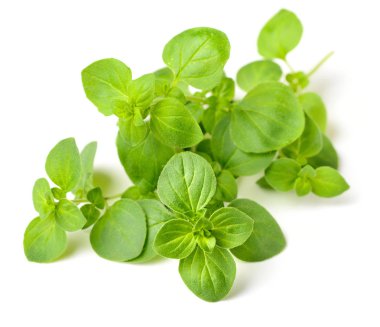 Beyaz arka plan üzerinde izole taze kekik