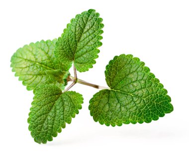 taze ot, melisa beyaz arka plan üzerinde izole