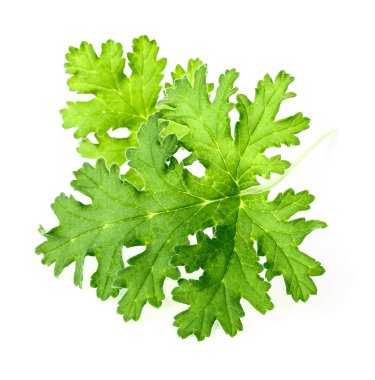 beyaz zemin üzerine yeşil sardunya yaprakları