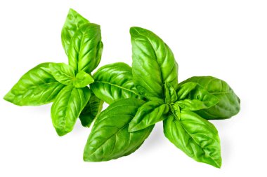 taze fesleğen izole beyaz arka plan üzerinde closeup