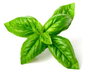 taze fesleğen izole beyaz arka plan üzerinde closeup