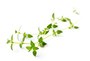 Beyaz arka plan üzerinde izole taze kekik