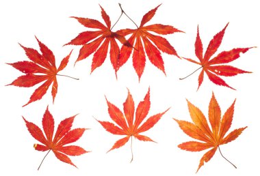 sonbahar yaprakları üzerinde beyaz, en iyi görünümü izole