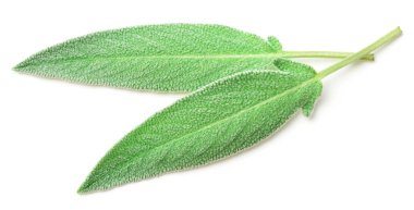 Beyaz arkaplanda taze adaçayı yaprakları izole