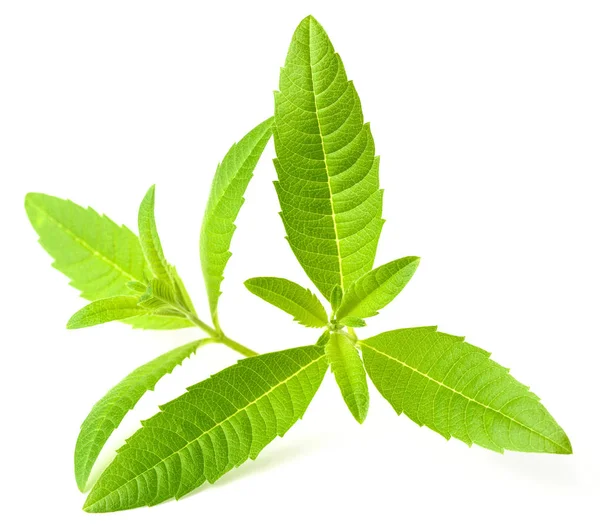 Fresh Lippia Leaves White Background — Stock Photo, Image