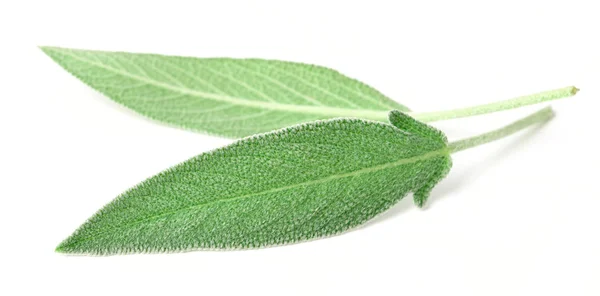 Hojas Frescas Salvia Aisladas Sobre Fondo Blanco —  Fotos de Stock