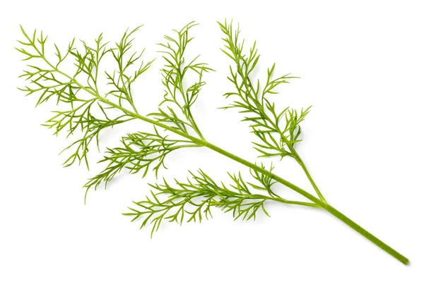 fresh dill weed isolated on white background