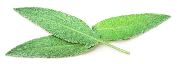 Fresh Sage Leaves Isolated White Background — Stock Photo, Image