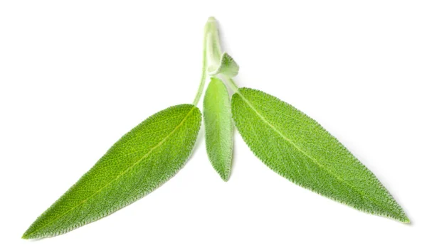 Fresh Sage Isolated White Background — Stock Photo, Image