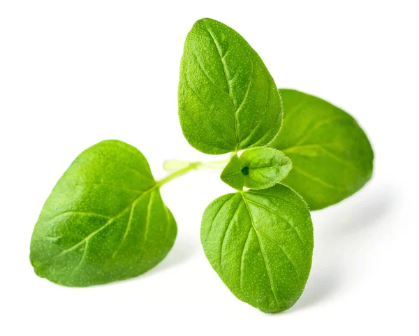 Closeup Fresh Oregano Leaves Isolated White — Stock Photo, Image