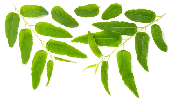 Färska Eukalyptusblad Isolerade Vit Bakgrund — Stockfoto