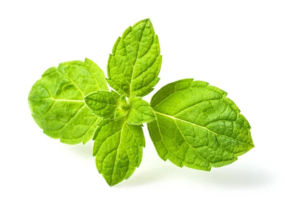 Fresh Scotch Spearmint Leaves Isolated White Background — Stock Photo, Image
