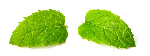 Hojas Frescas Esperamenta Aisladas Sobre Fondo Blanco — Foto de Stock