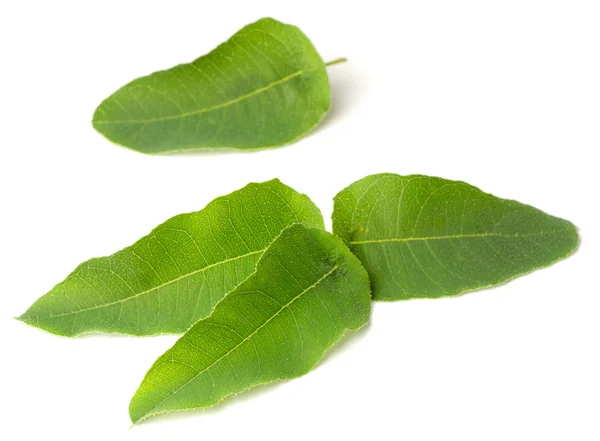 Feuilles Eucalyptus Fraîches Isolées Sur Fond Blanc — Photo