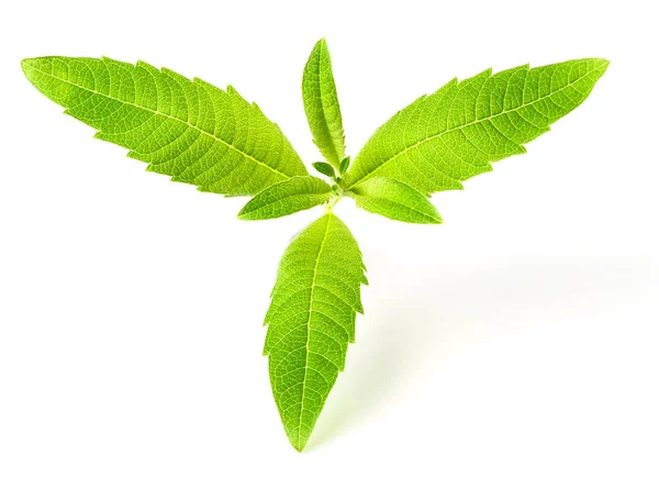 Φύλλα Φρέσκο Lippia Σχετικά Λευκό Φόντο — Φωτογραφία Αρχείου