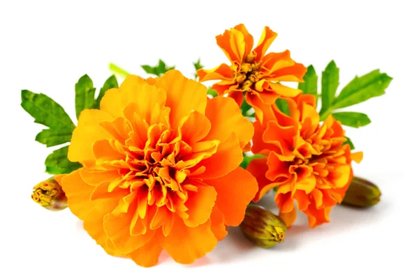 Fleurs Souci Orange Fraîches Isolées Sur Blanc — Photo