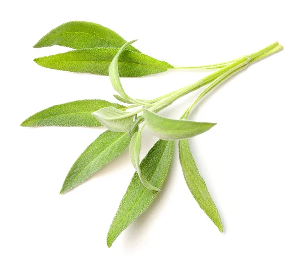 Verse Salvia Geïsoleerd Een Witte Achtergrond Vers Kruid — Stockfoto