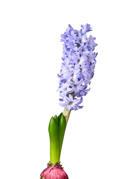 Фиолетовые Гиацинтовые Цветы Белом — стоковое фото