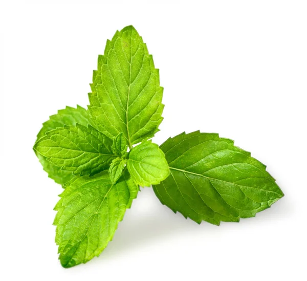 Closeup Fresh Spearmint Leaves Isolated White Background — Stock Photo, Image