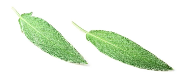 Fresh Sage Leaves Isolated White Background — Stock Photo, Image