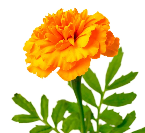 Fresh Orange Marigold Flowers Isolated White — Stock Photo, Image