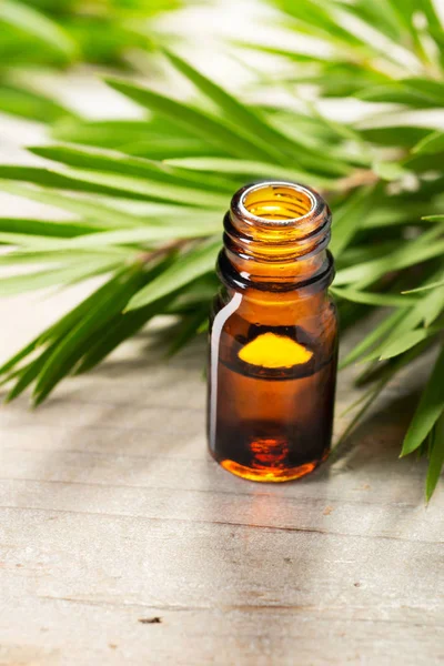 Tea Tree Olie Amberkleurige Glazen Fles Verse Theeblaadjes Boom — Stockfoto