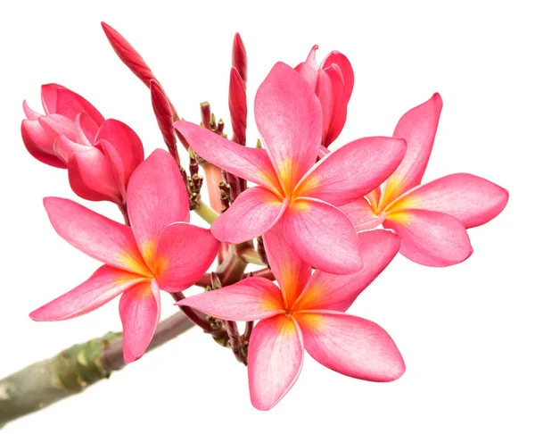 Fresh Red Frangipani Flowers Isolated White Background — Stock Photo, Image