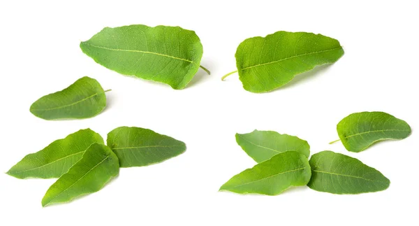 Hojas Frescas Eucalipto Aisladas Sobre Fondo Blanco —  Fotos de Stock