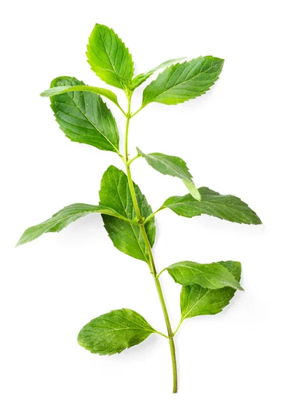 Čerstvé Byliny Listy Spearmint Izolovaných Bílém Pozadí — Stock fotografie