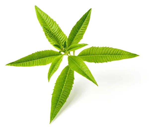 fresh lemon verbena leaves isolated on white background