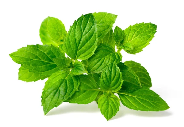 Green Peppermint Isolated White Background Stock Photo