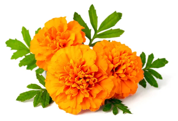 Fresh marigold flowers Stock Photos, Royalty Free Fresh marigold flowers  Images | Depositphotos