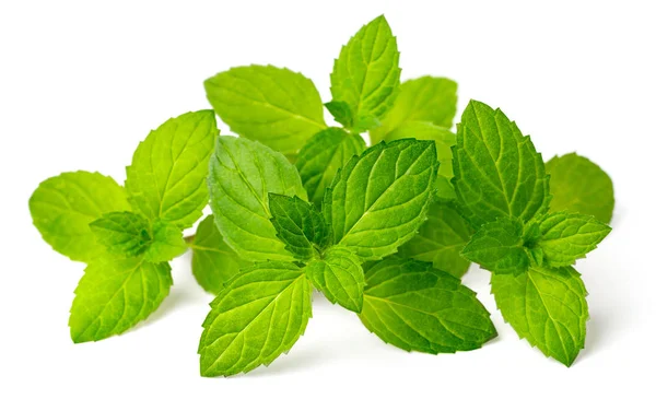 Fresh Herb Peppermint Isolated White Background Stock Photo