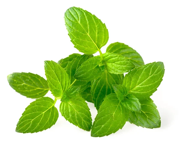 Fresh Peppermint Leaves White Background Stock Photo