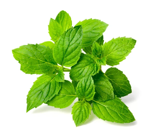 Green Peppermint Isolated White Background Stock Photo