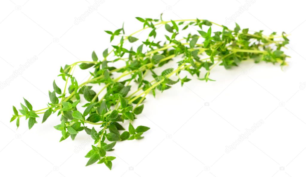 fresh herb, thyme isolated on white background