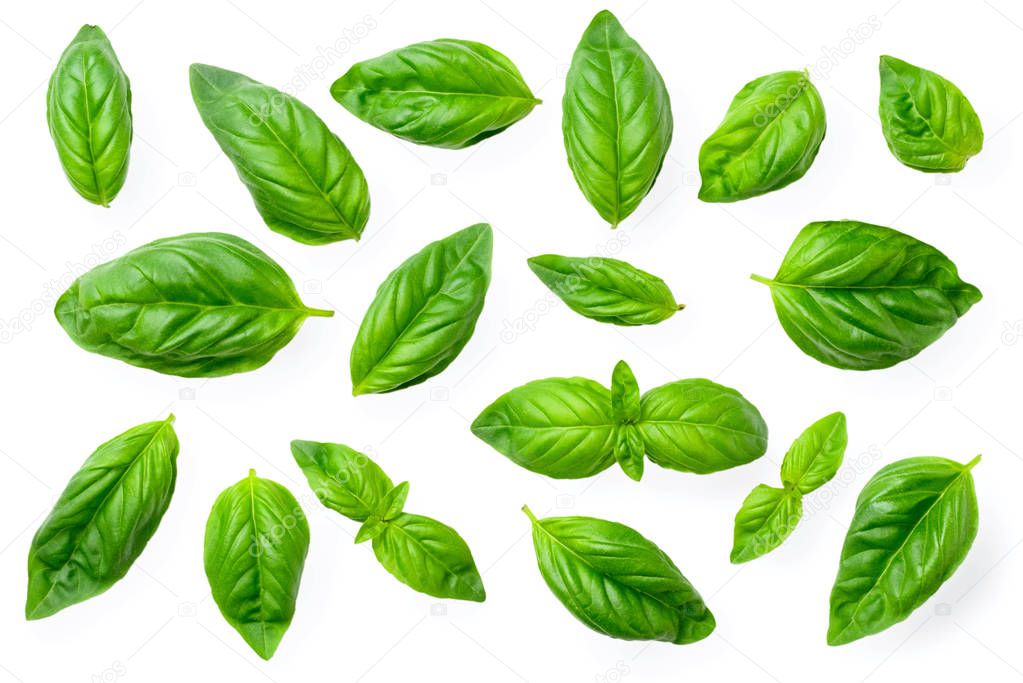 closeup of fresh basil isolated on the white background