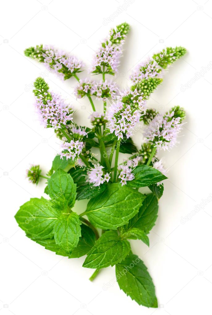fresh purple peppermint flowers isolated on the white