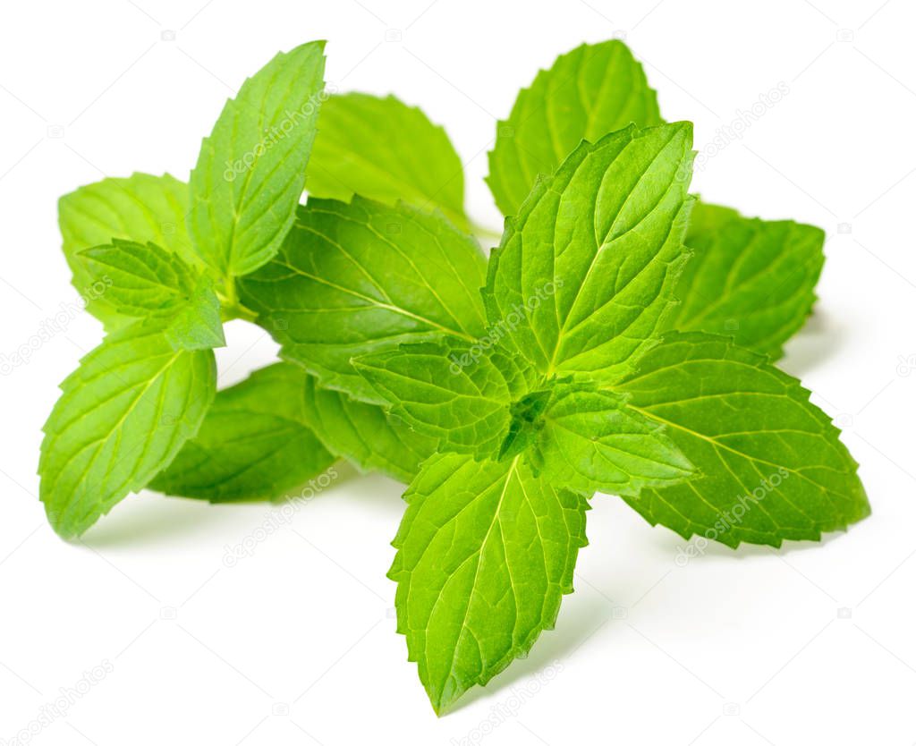 fresh peppermint isolated on the white background