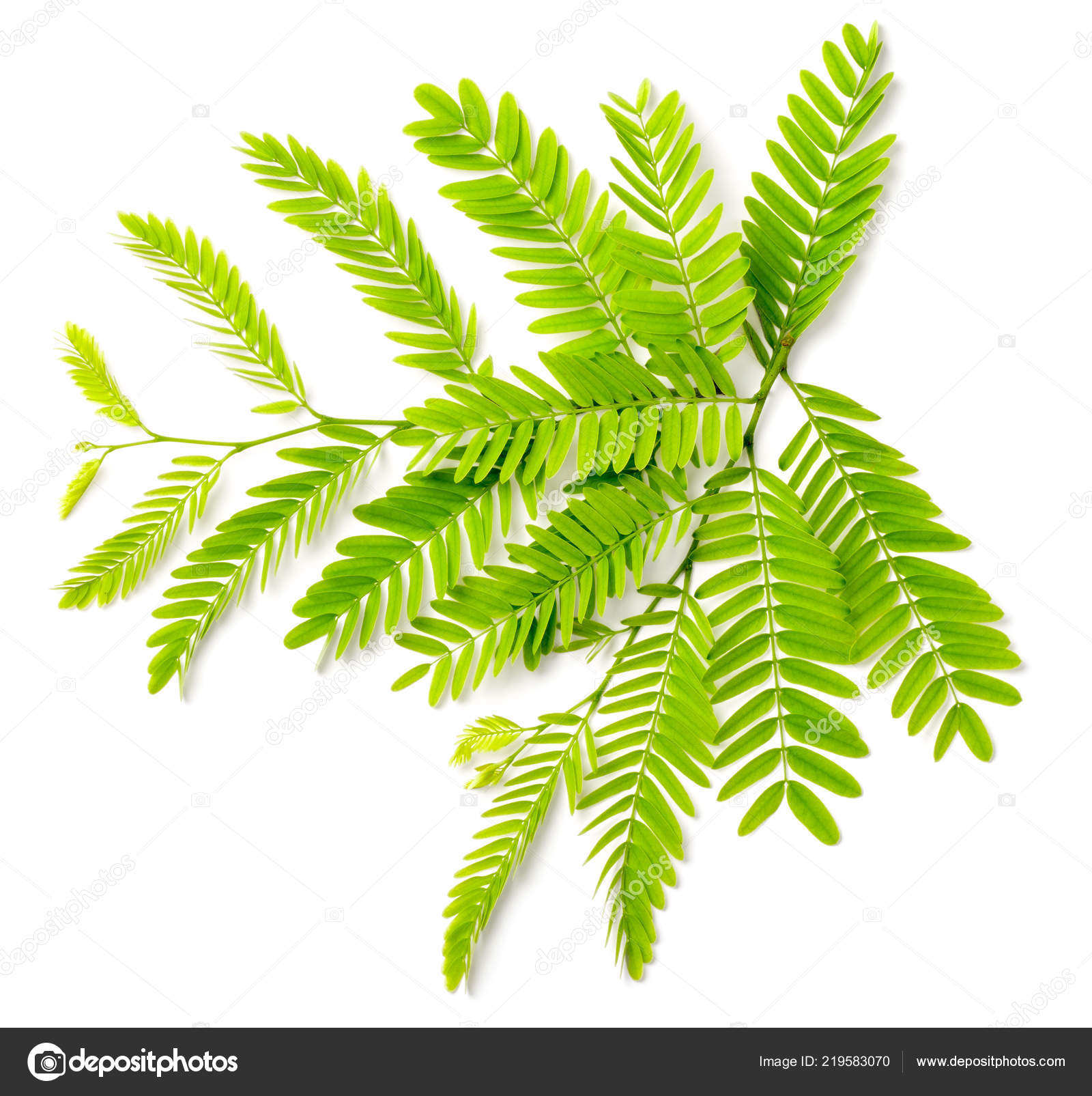 Fresh Tamarind Leaves Isolated White Background Stock Photo Image By C Amylv Fresh Tamarind Leaves Isolated White Background Stock Photo Image By C Amylv