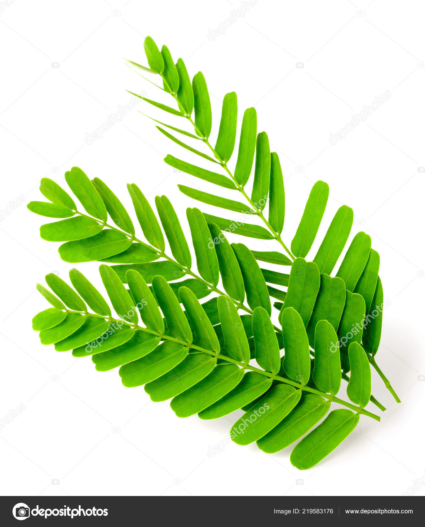 Fresh Tamarind Leaves Isolated White Background Stock Photo Image By C Amylv Fresh Tamarind Leaves Isolated White Background Stock Photo Image By C Amylv