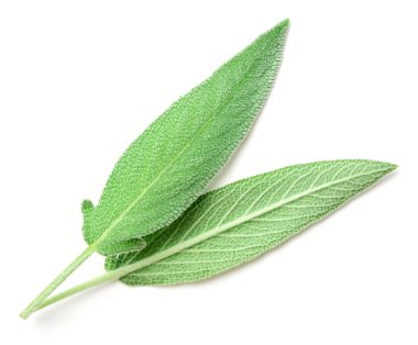 Beyaz arkaplanda taze adaçayı yaprakları izole