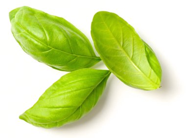 taze ot, izole üzerinde beyaz arka plan taze fesleğen yaprağı