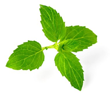 Beyaz arka plan üzerinde izole taze ot, yeşil nane